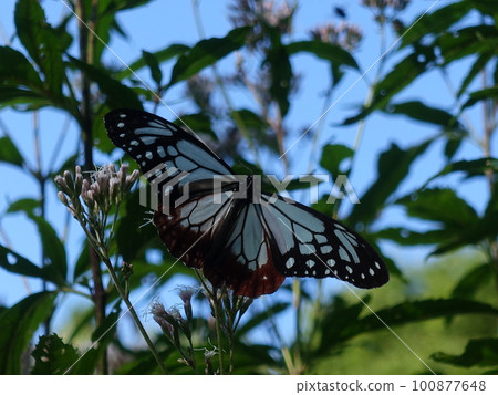 chestnut tiger butterfly butterfly 100877648