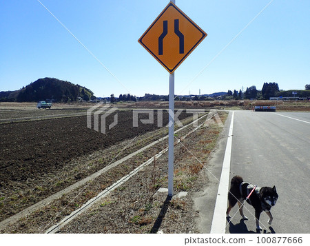 柴犬和表示道路寬度將變窄的標誌 柴犬和表示道路寬度將變窄的標誌 100877666