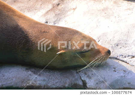 Sea Animal Nap-California Sea Lion (Ueno Zoo / Ueno Park, Taito-ku, Tokyo) Sea Animal Nap-California Sea Lion (Ueno Zoo / Ueno Park, Taito-ku, Tokyo) 100877674