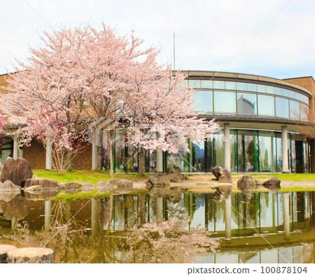 A small park where cherry blossoms bloom A small park where cherry blossoms bloom 100878104