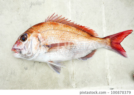 面向左的鯛魚 面向左的鯛魚 100878379