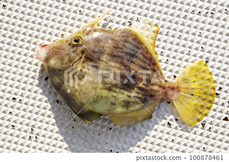 Filefish caught by boat fishing 100878461