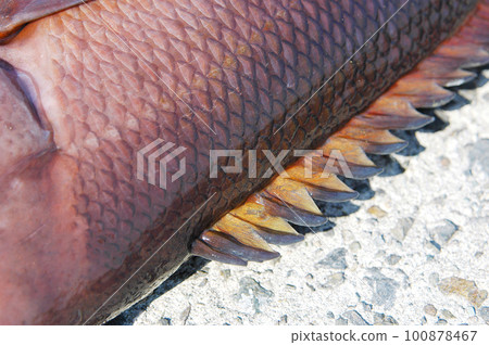 Kobudai's back and dorsal fin Kobudai's back and dorsal fin 100878467