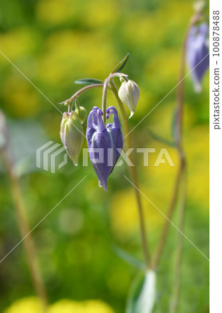 Common columbine 100878488