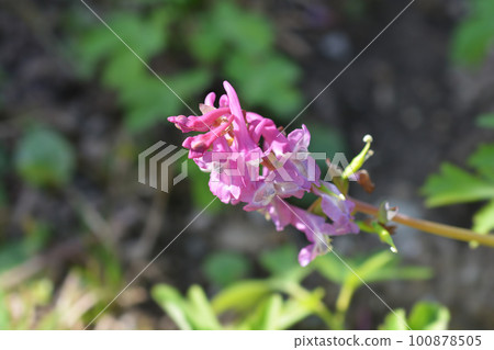 Hollowroot Hollowroot 100878505