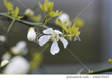 Trifoliate orange 100878507