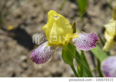 Miniature Tall Bearded Iris Gracchus 100878515