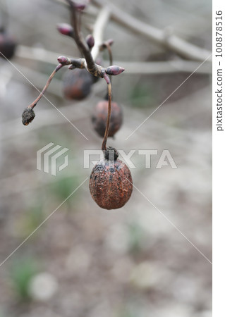 Handkerchief tree Handkerchief tree 100878516