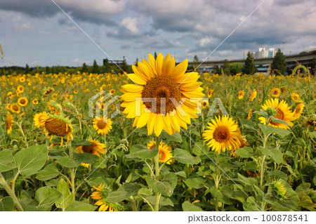 Sun flower Blooming in Daejeo Ecological Park, Busan, South Korea,Asia Sun flower Blooming in Daejeo Ecological Park, Busan, South Korea,Asia 100878541