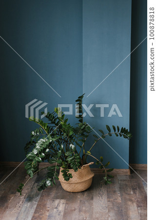 Indoor tropical plant zamiokulkas in a wicker pot stands on the floor in the house 100878818