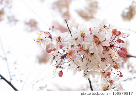 Kalaphruek has the scientific name Cassia bakeriana craib in the family LEGUMINOSAE CAESALPINIOIDEAE. the same as cassia therefore have some similarities, such as the shape of the leaves.Kalaphruek 100879817