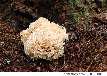Sparassis crispa sometimes called cauliflower fungus Sparassis crispa sometimes called cauliflower fungus 100880093
