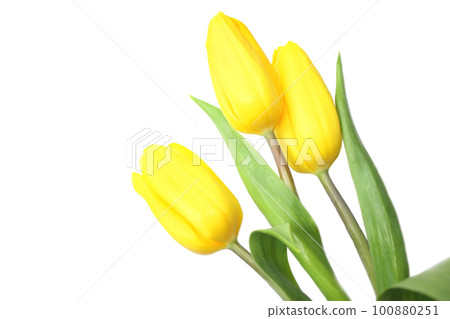 Tulips bouquet on a white background.  100880251