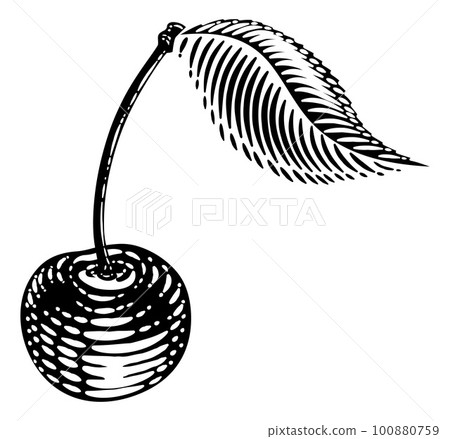 Cherry Berry Fruit Vintage Woodcut Illustration 100880759