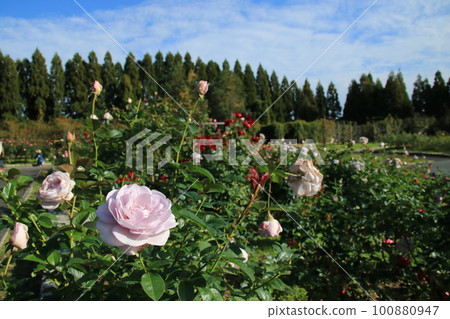 Autumn blue sky, white clouds and roses (Kato City, Hyogo Prefecture: Harima Central Park) Autumn blue sky, white clouds and roses (Kato City, Hyogo Prefecture: Harima Central Park) 100880947