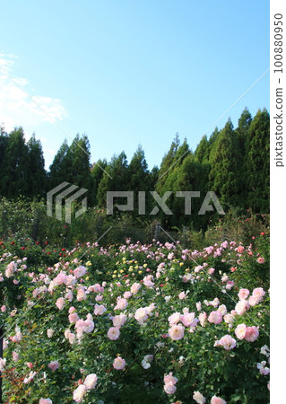 Autumn blue sky, white clouds and roses (Kato City, Hyogo Prefecture: Harima Central Park) 100880950