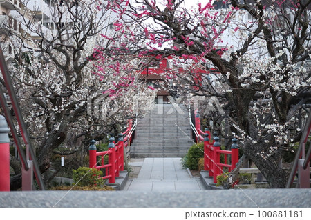 龜戶天神梅節 100881181