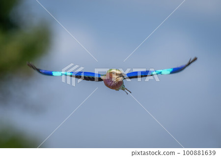 Lilac-breasted roller flies past trees spreading wings 100881639