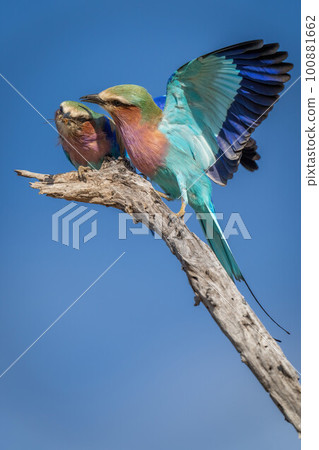 Lilac-breasted roller lands by female on stump Lilac-breasted roller lands by female on stump 100881662