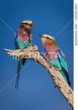 Lilac-breasted roller leans towards female on branch 100881663