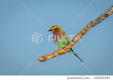 Lilac-breasted roller on branch in golden light 100881665