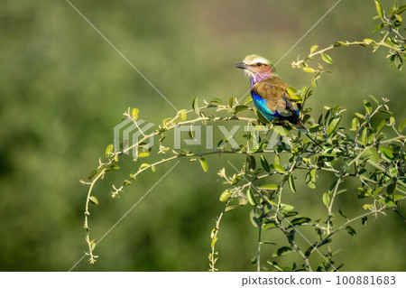 Lilac-breasted roller on leafy bush in sunshine 100881683