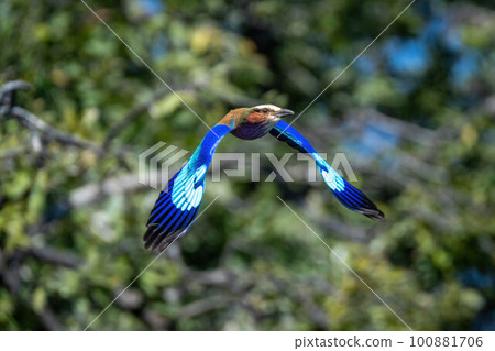 Lilac-breasted roller with catchlight flies towards camera Lilac-breasted roller with catchlight flies towards camera 100881706