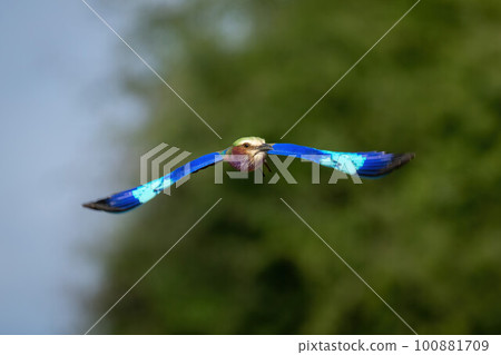Lilac-breasted roller with catchlight flying toward camera Lilac-breasted roller with catchlight flying toward camera 100881709