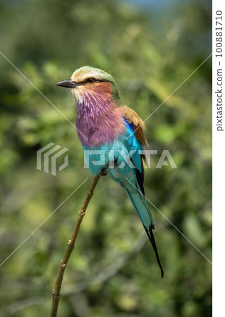 Lilac-breasted roller with catchlight near thick bushes Lilac-breasted roller with catchlight near thick bushes 100881710