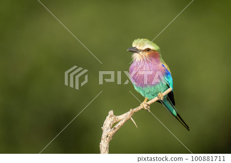 Lilac-breasted roller with catchlight on bare branch Lilac-breasted roller with catchlight on bare branch 100881711