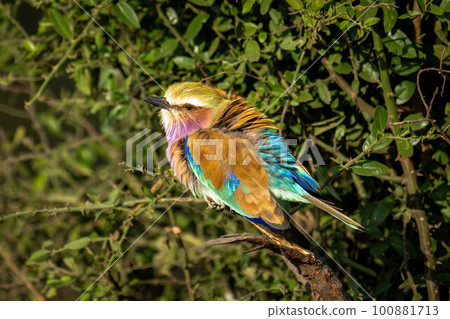 Lilac-breasted roller with catchlight on leafy bush Lilac-breasted roller with catchlight on leafy bush 100881713