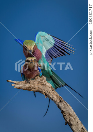 Lilac-breasted rollers mate on branch in sunshine Lilac-breasted rollers mate on branch in sunshine 100881717