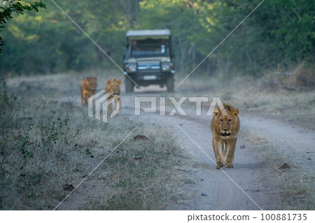 Lions walking along track away from jeep 100881735
