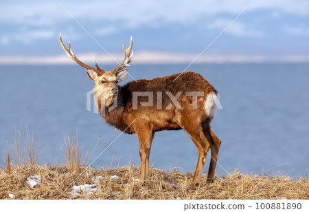 Male sika deer in Notsuke Peninsula, Hokkaido 100881890