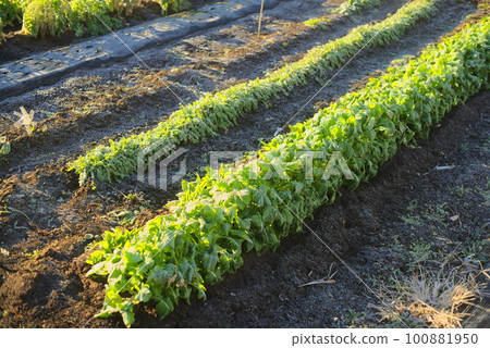 A field in the middle of winter with frost 100881950
