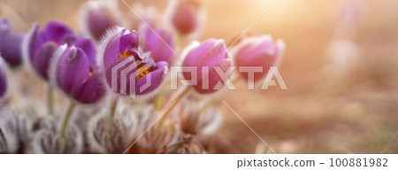 Dream grass spring flower. Pulsatilla blooms in early spring in forests and mountains. Purple pulsatilla flowers close up in the snow 100881982