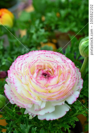 Ranunculus Machet Bicolor Flower Kinpohana Ranunculus Machet Bicolor Flower Kinpohana 100882102