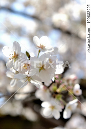 東京代代木上原站附近的櫻花風光 東京代代木上原站附近的櫻花風光 100882905