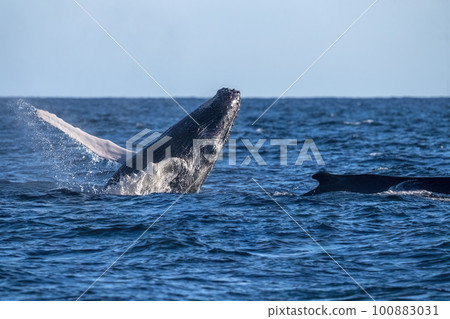 humpback whale breaching in cabo san lucas baja california sur mexico pacific ocean humpback whale breaching in cabo san lucas baja california sur mexico pacific ocean 100883031