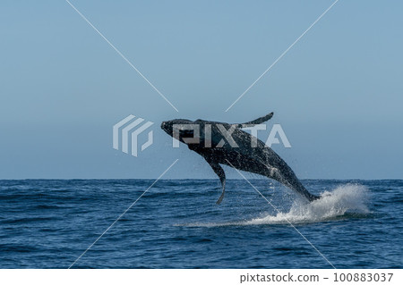humpback whale breaching in cabo san lucas baja california sur mexico pacific ocean 100883037