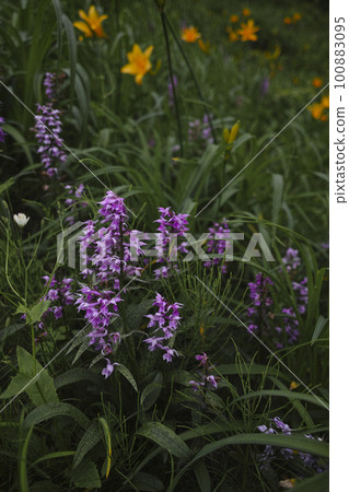 鵪鶉baixakhidan 鵪鶉baixakhidan 100883095
