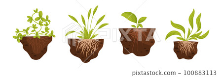Plant Growing with Roots in Soil Vector Set Plant Growing with Roots in Soil Vector Set 100883113