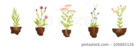 Plant Growing with Roots in Soil Vector Set Plant Growing with Roots in Soil Vector Set 100883126