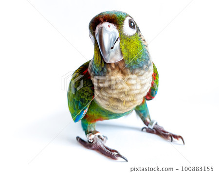 Crimson bellied conure parrot in the white background 100883155