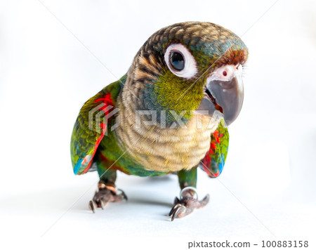 Crimson bellied conure parrot in the white background Crimson bellied conure parrot in the white background 100883158