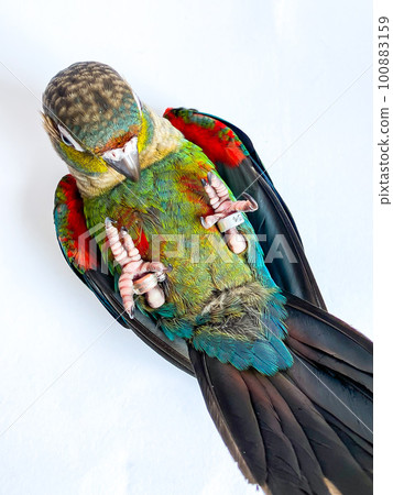 Crimson bellied conure parrot in the white background Crimson bellied conure parrot in the white background 100883159