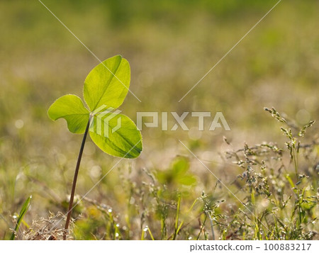 Spring field clover ① Spring field clover ① 100883217