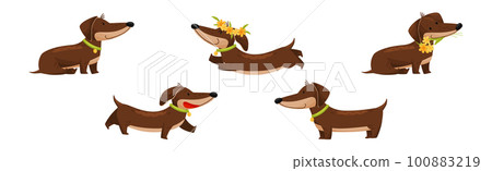 Cute Dachshund Character with Long Body and Collar Vector Set Cute Dachshund Character with Long Body and Collar Vector Set 100883219