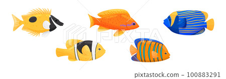 Exotic Tropical Fish of Different Shapes and Colors Vector Set 100883291