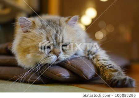 Gazing cat Thinking cat Gazing cat Thinking cat 100883296